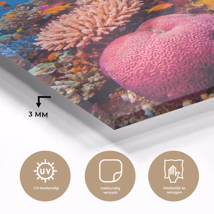 Koraal - Vissen - Oceaan - Natuur - Kleurrijk plexiglas 5mm klein -sfeer2