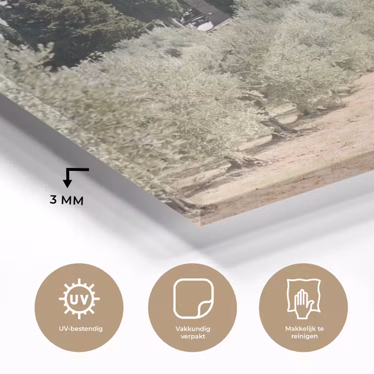 Glass Print - Country house - olive tree - orchard - Landhuis - olijfboom - gaard plexiglas 5mm klein