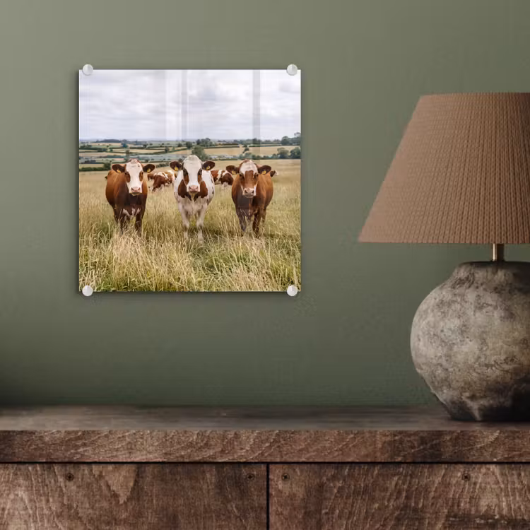 Koeien - Portret - Weide - Boerderij - Nieuwsgierig plexiglas 5mm klein -sfeer3