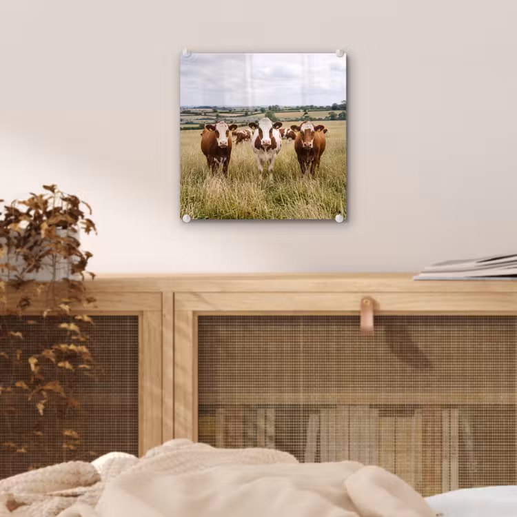 Koeien - Portret - Weide - Boerderij - Nieuwsgierig plexiglas 5mm klein -sfeer4