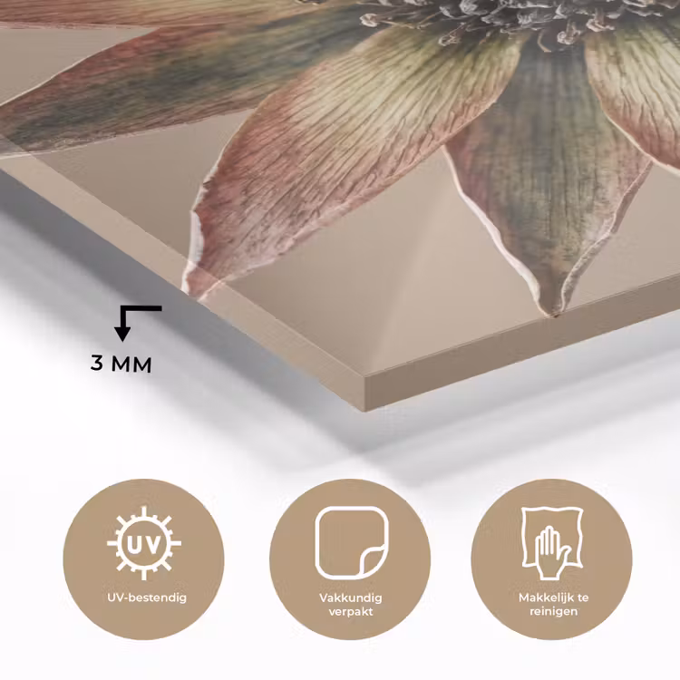 Droogbloem - Protea - Vintage - Beige - Rustiek plexiglas 5mm klein -sfeer2