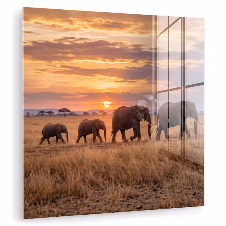Olifanten - Savanne - Zonsondergang - Afrika - Warm plexiglas 5mm klein -zzzproduct_nieuw