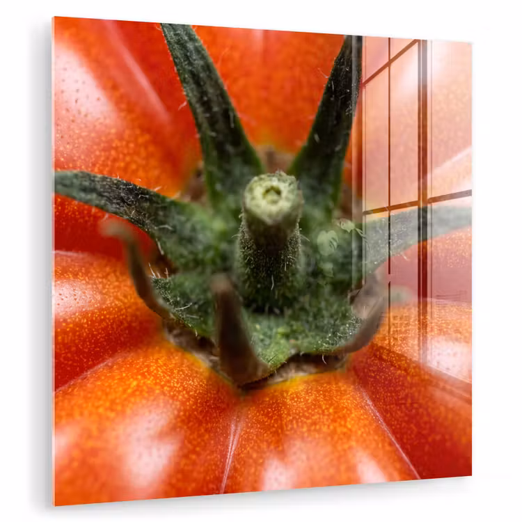 Glass Print - Food - Tomato - Red - Eten - Tomaat - Rood plexiglas 5mm klein