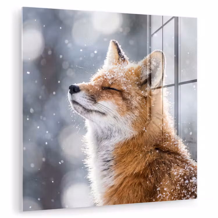 Vos - Sneeuwval - Portret - Winter - Sfeervol plexiglas 5mm klein -zzzproduct_nieuw