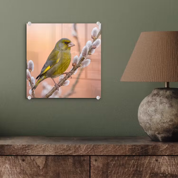 Groenling - Katjes - Lente - Natuur - Zacht plexiglas 5mm klein -sfeer3