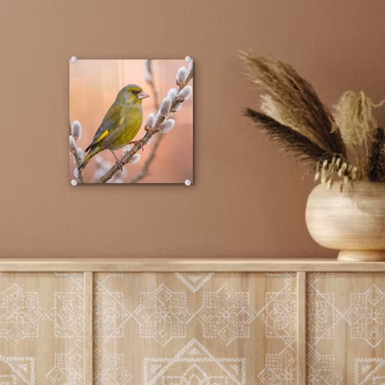 Groenling - Katjes - Lente - Natuur - Zacht plexiglas 5mm klein -sfeer5