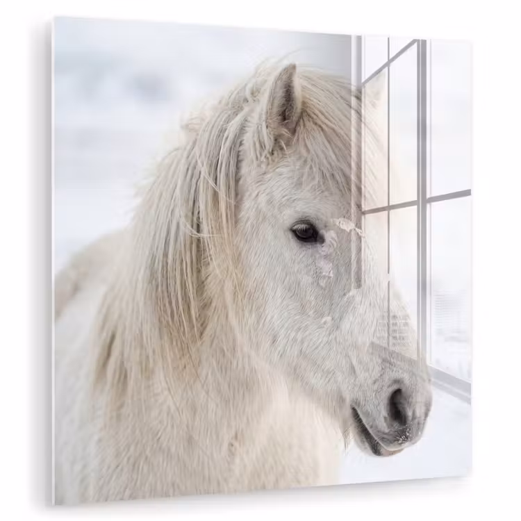 Paard - Kop - Winter - Dieren - Wit plexiglas 5mm klein -zzzproduct_nieuw