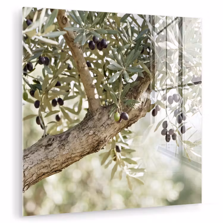 Glass Print - Olive tree - branch - green - Olijfboom - tak - groen plexiglas 5mm klein