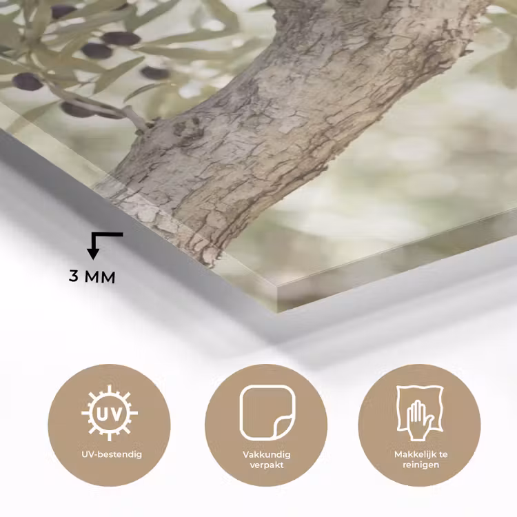 Glass Print - Olive tree - branch - green - Olijfboom - tak - groen plexiglas 5mm klein