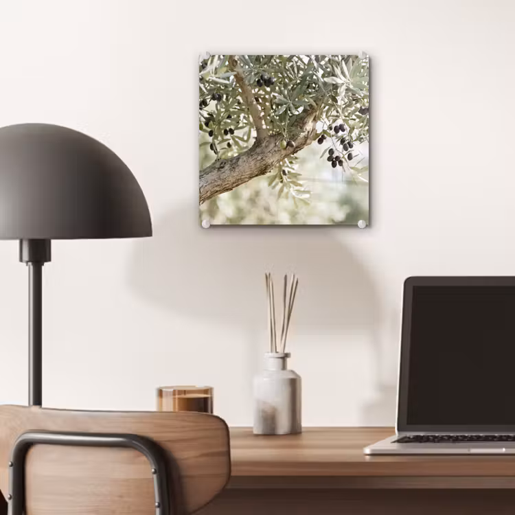 Glass Print - Olive tree - branch - green - Olijfboom - tak - groen plexiglas 5mm klein