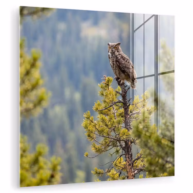Uil - Oehoe - Bomen - Natuur plexiglas 5mm klein -zzzproduct_nieuw