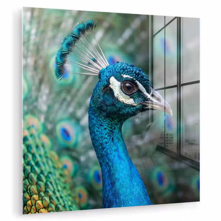 Pauw - Veren - Blauw plexiglas 5mm klein -zzzproduct_nieuw