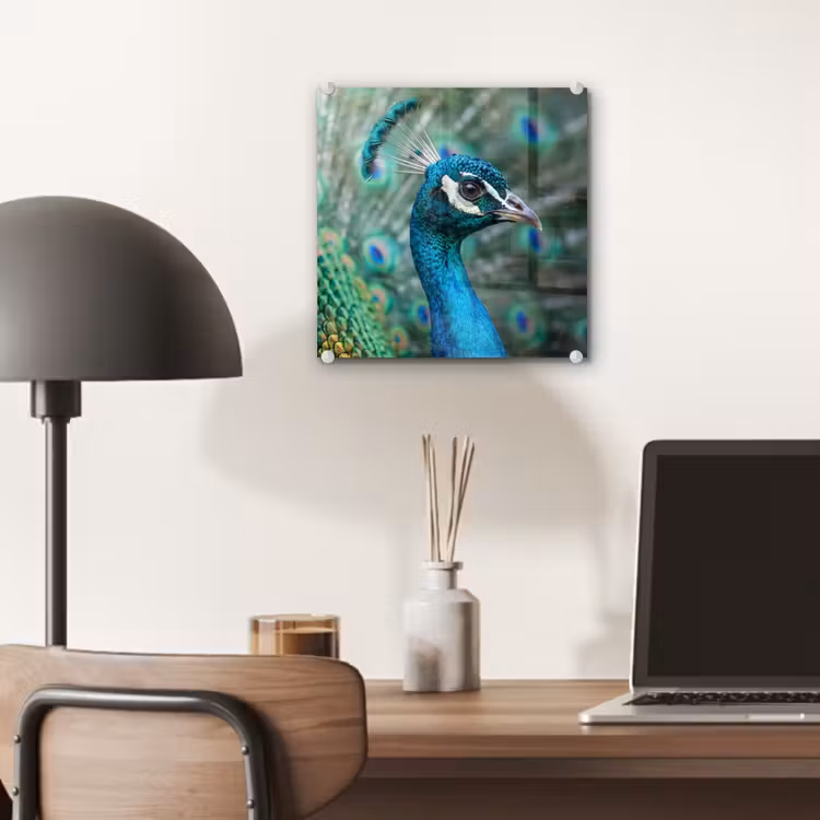 Pauw - Veren - Blauw plexiglas 5mm klein -sfeer6