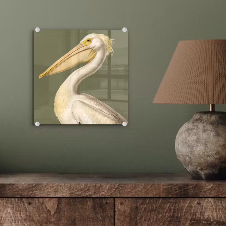 Pelikaan - Wit - Vogel - Klassiek - Natuur plexiglas 5mm klein -sfeer3
