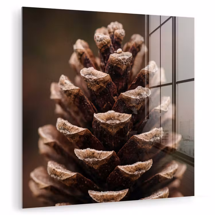 Dennenappel - Bos - Herfst - Bruin - Sfeervol plexiglas 5mm klein -zzzproduct_nieuw