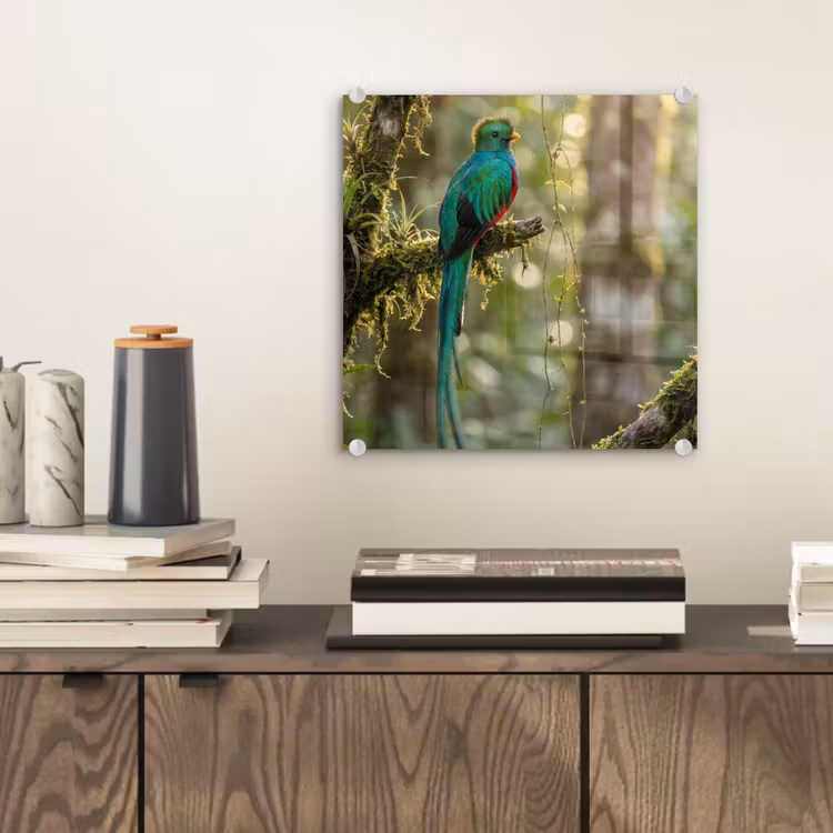 Quetzal - Jungle - Natuur - Groen plexiglas 5mm klein -sfeer1