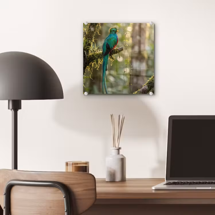 Quetzal - Jungle - Natuur - Groen plexiglas 5mm klein -sfeer6