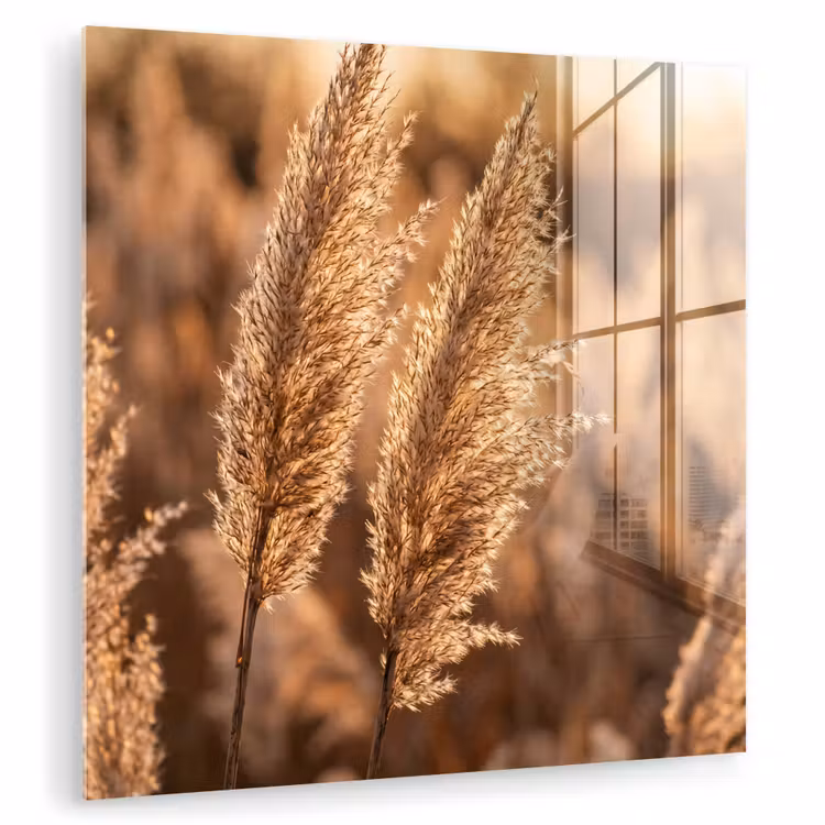 Rietpluimen - Gras - Zonsondergang - Goud - Serene plexiglas 5mm klein -zzzproduct_nieuw