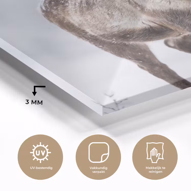 Rendier - Gewei - Toendra - Sneeuw - Wild plexiglas 5mm klein -sfeer2