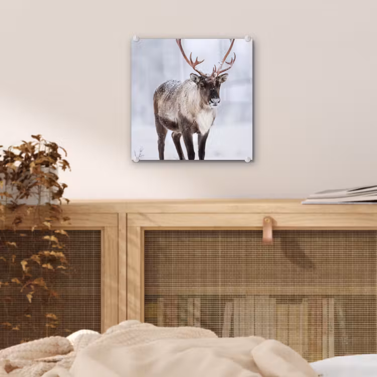 Rendier - Gewei - Toendra - Sneeuw - Wild plexiglas 5mm klein -sfeer4