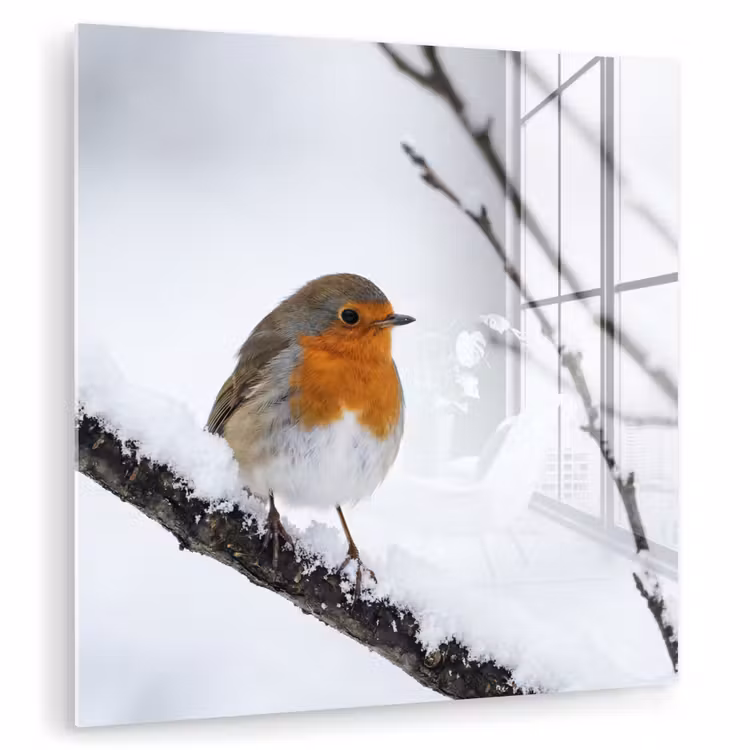 Roodborstje - Tak - Sneeuw - Winter - Levendig plexiglas 5mm klein -zzzproduct_nieuw