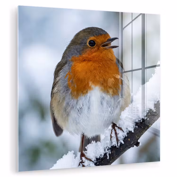 Roodborstje - Tak - Sneeuw - Winter - Levendig plexiglas 5mm klein -zzzproduct_nieuw