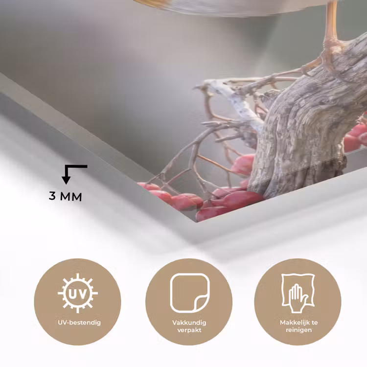 Roodborst - Tak - Bessen - Natuur plexiglas 5mm klein -sfeer2