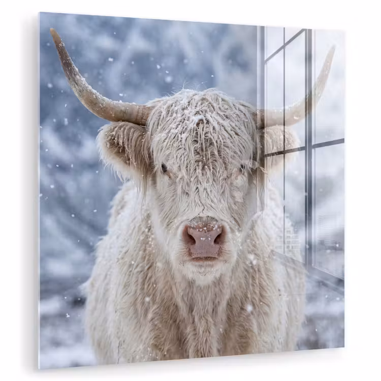 Schotse Hooglander - Sneeuw - Bergen - Winter plexiglas 5mm klein -zzzproduct_nieuw