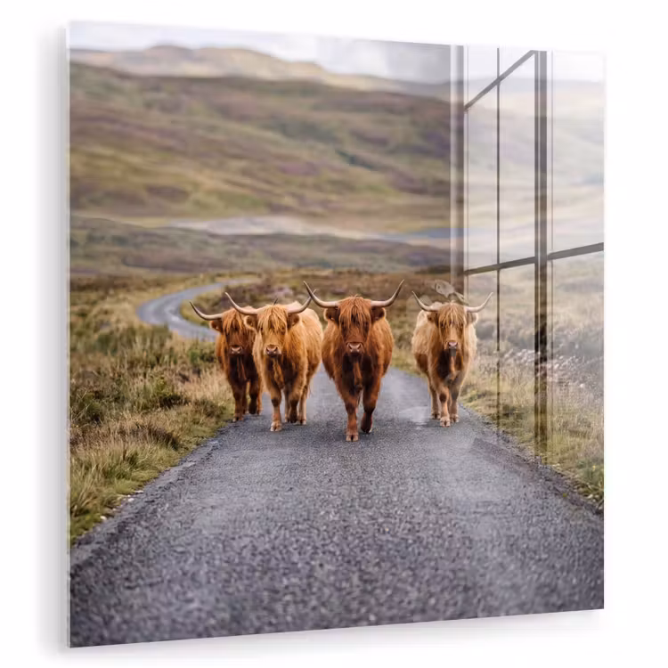 Schotse Hooglanders - Weg - Landschap - Kudde plexiglas 5mm klein -zzzproduct_nieuw
