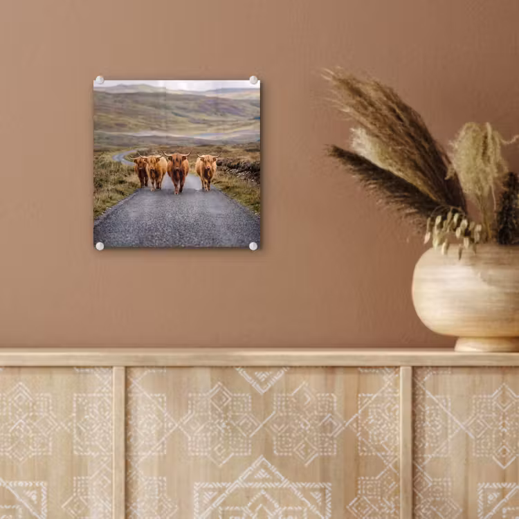 Schotse Hooglanders - Weg - Landschap - Kudde plexiglas 5mm klein -sfeer5