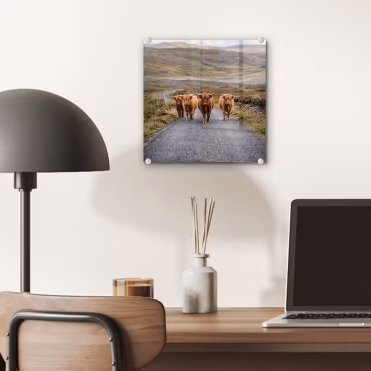 Schotse Hooglanders - Weg - Landschap - Kudde plexiglas 5mm klein -sfeer6