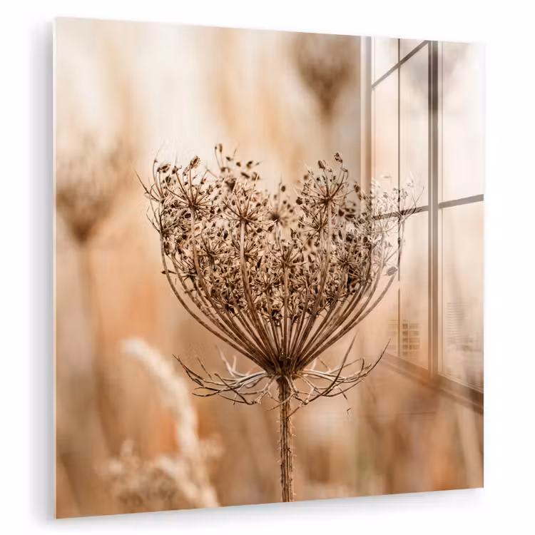 Schermbloem - Droogbloem - Winter - Beige - Minimalistisch plexiglas 5mm klein -zzzproduct_nieuw