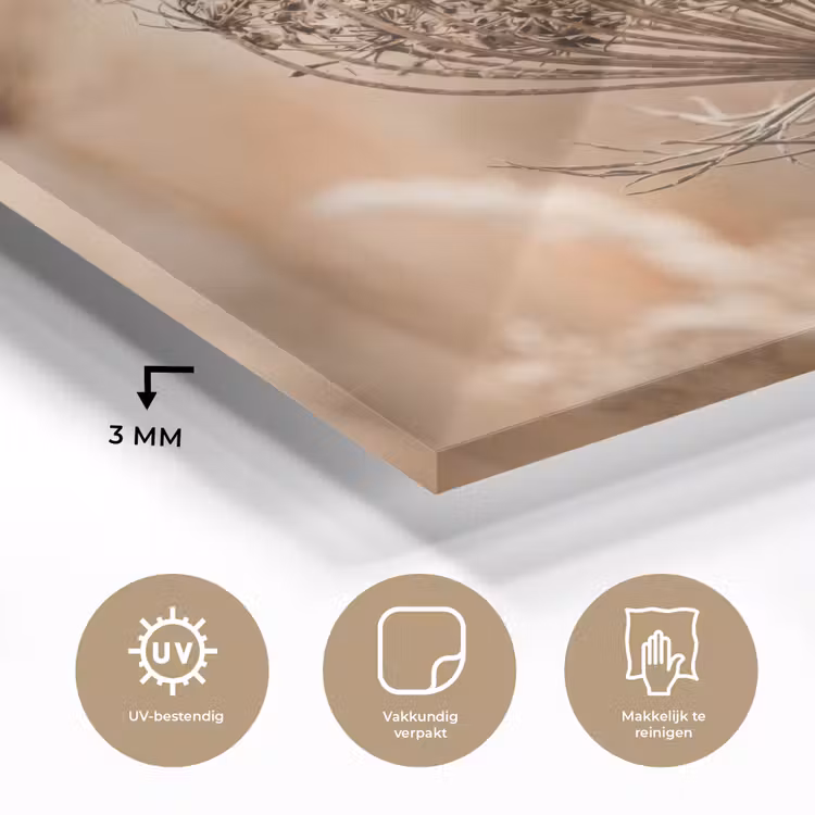 Schermbloem - Droogbloem - Winter - Beige - Minimalistisch plexiglas 5mm klein -sfeer2