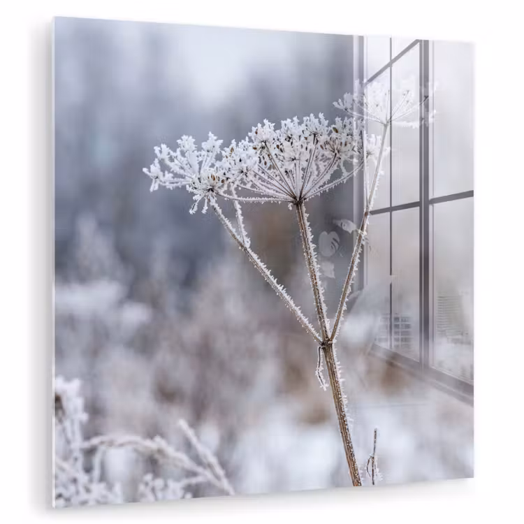 Schermbloem - Rijp - Kristallen - Winter - Delicaat plexiglas 5mm klein -zzzproduct_nieuw