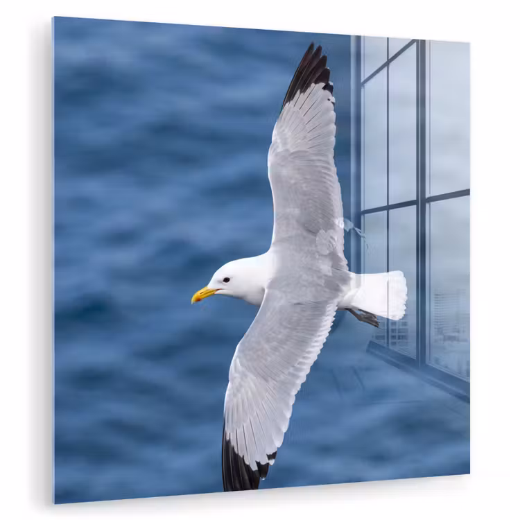 Zeemeeuw - Oceaan - Blauw plexiglas 5mm klein -zzzproduct_nieuw