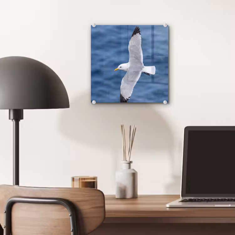 Zeemeeuw - Oceaan - Blauw plexiglas 5mm klein -sfeer6