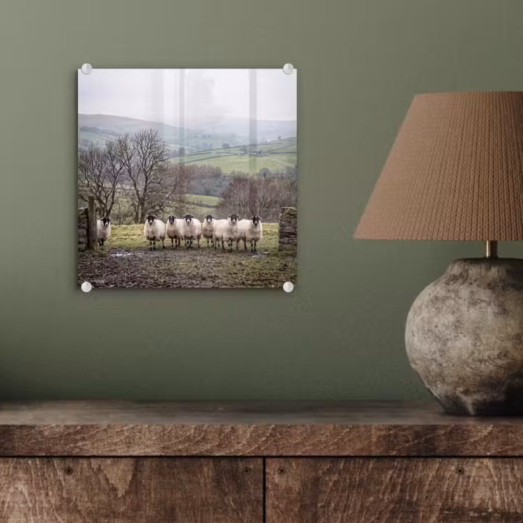 Schapen - Rij - Weide - Dieren - Platteland plexiglas 5mm klein -sfeer3