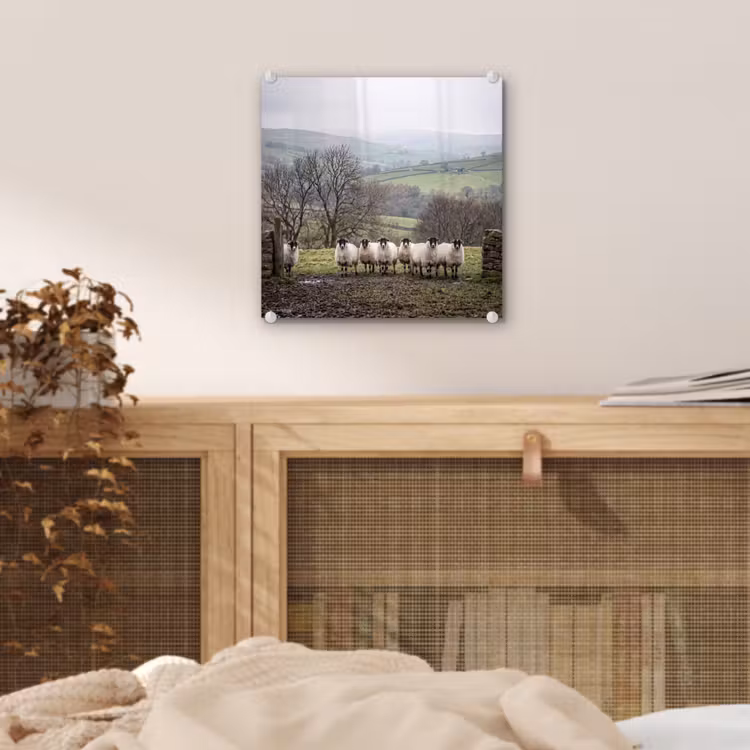 Schapen - Rij - Weide - Dieren - Platteland plexiglas 5mm klein -sfeer4