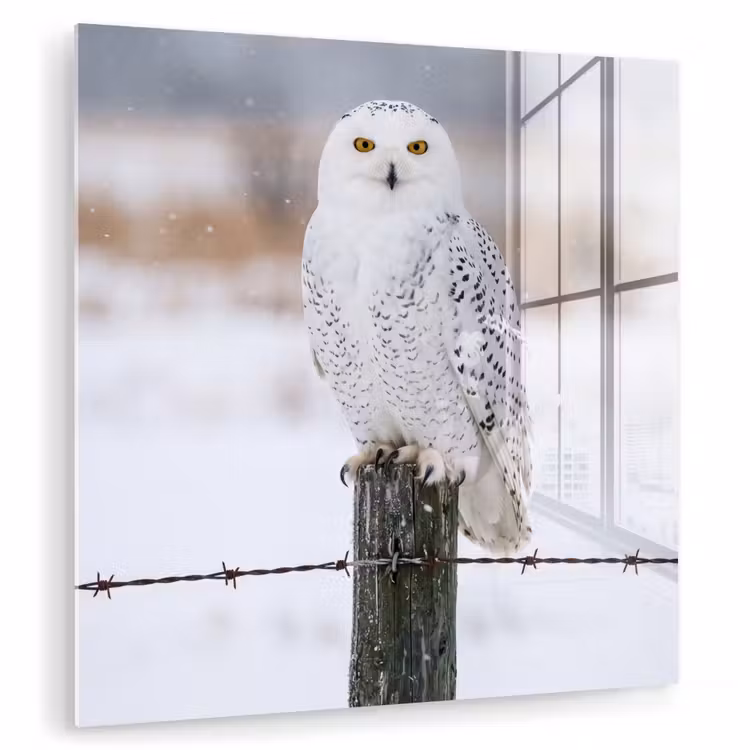 Sneeuwuil - Hek - Sneeuw - Wit plexiglas 5mm klein -zzzproduct_nieuw