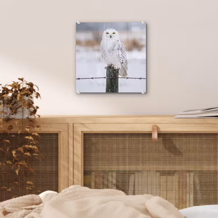 Sneeuwuil - Hek - Sneeuw - Wit plexiglas 5mm klein -sfeer4
