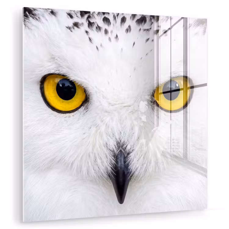 Sneeuwuil - Portret - Geel plexiglas 5mm klein -zzzproduct_nieuw