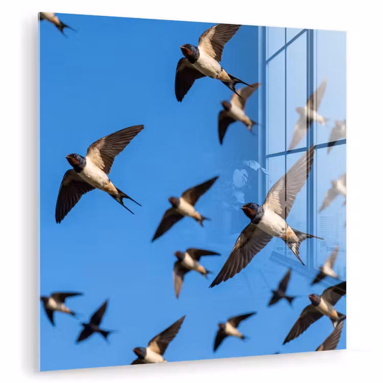Zwaluwen - Vliegen - Blauw plexiglas 5mm klein -zzzproduct_nieuw