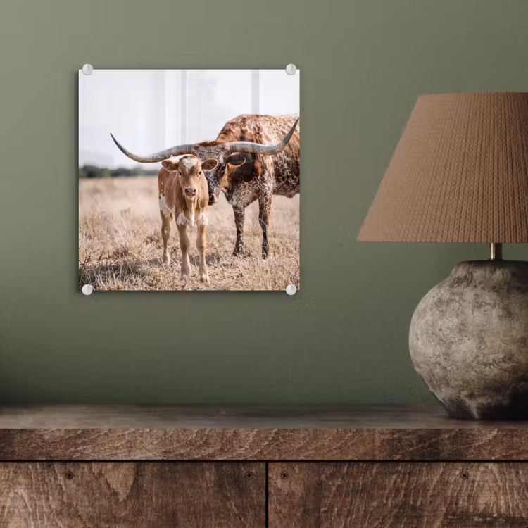 Texas Longhorn - Kalf - Weide - Dieren plexiglas 5mm klein -sfeer3
