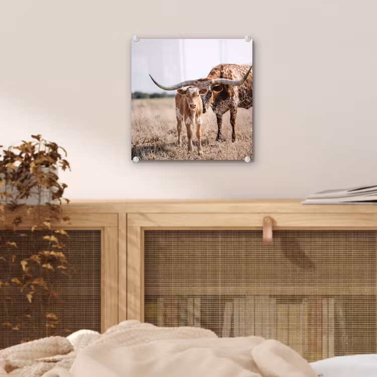 Texas Longhorn - Kalf - Weide - Dieren plexiglas 5mm klein -sfeer4