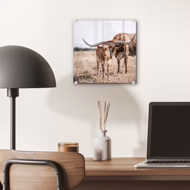 Texas Longhorn - Kalf - Weide - Dieren plexiglas 5mm klein -sfeer6