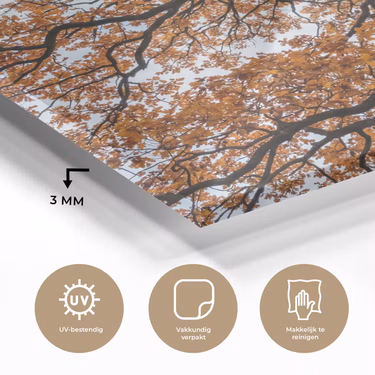 Boom - Bladerdak - Herfst - Oranje - Sfeervol plexiglas 5mm klein -sfeer2
