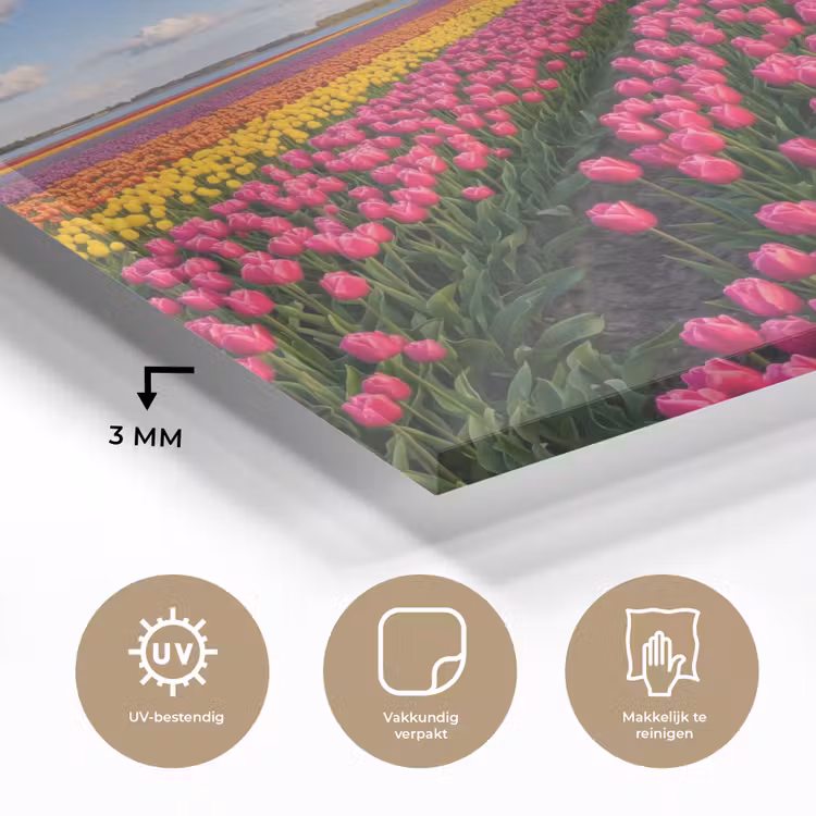Tulpen - Holland - Molen - Kleurrijk plexiglas 5mm klein -sfeer2
