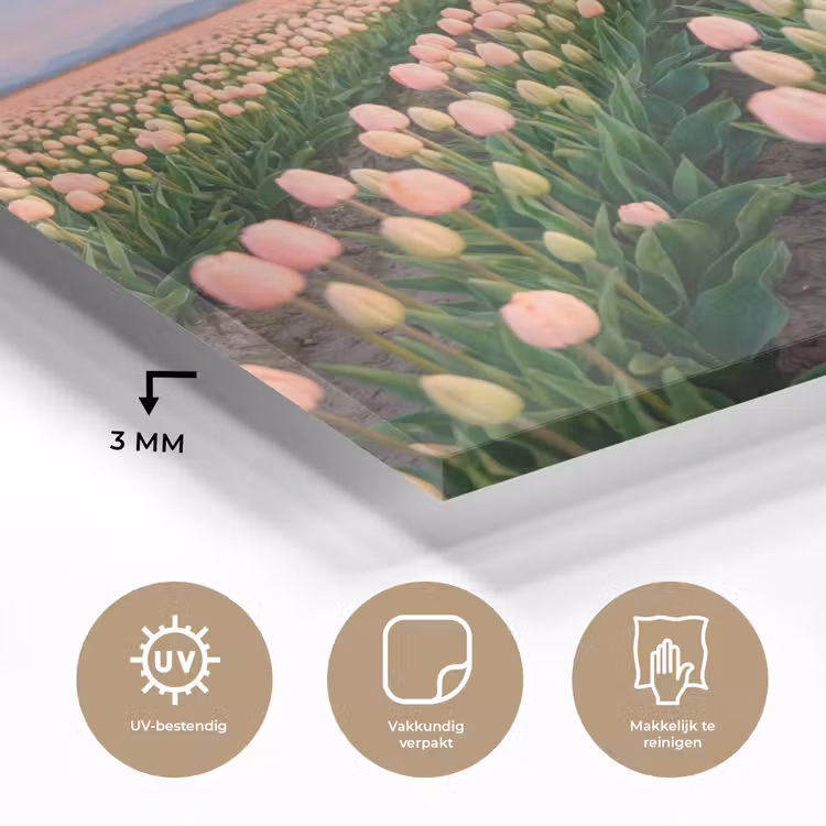Tulpen - Landschap - Roze plexiglas 5mm klein -sfeer2