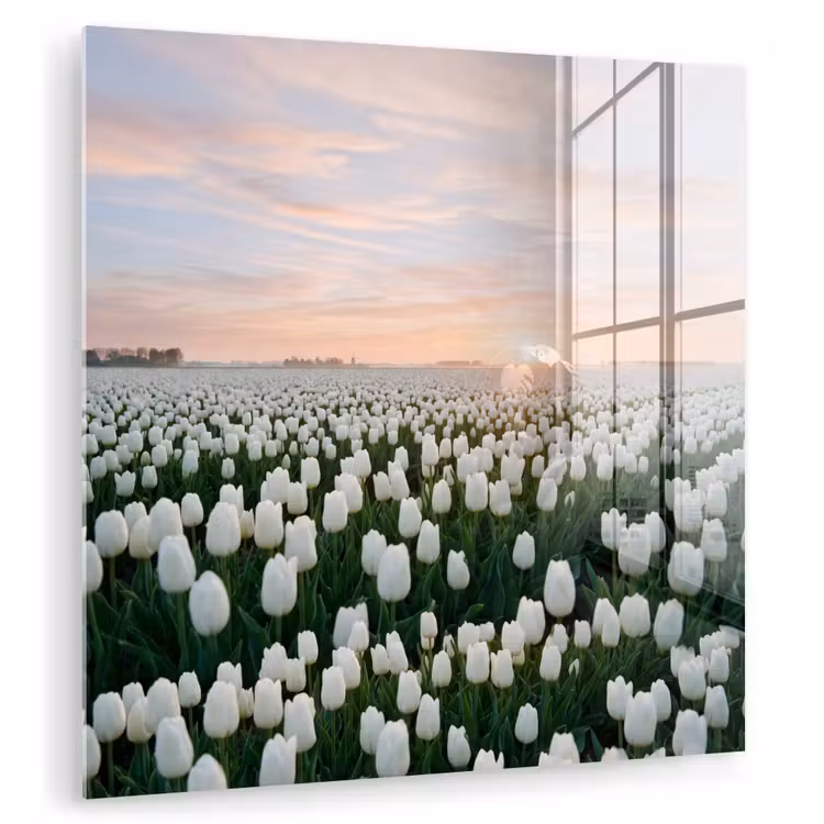 Tulpen - Landschap - Wit plexiglas 5mm klein -zzzproduct_nieuw