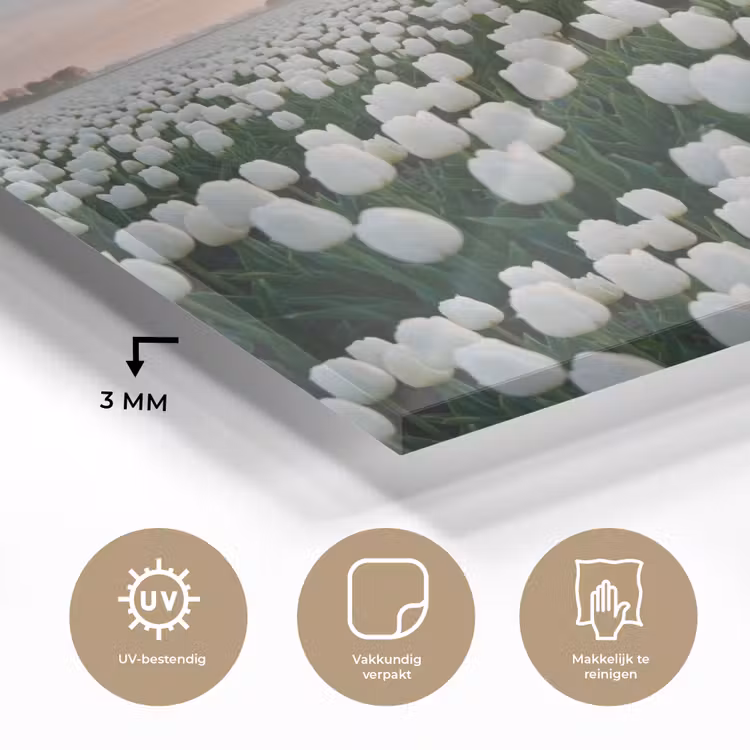 Tulpen - Landschap - Wit plexiglas 5mm klein -sfeer2